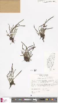 Haplopteris anguste-elongata image