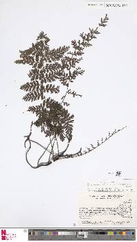 Vandenboschia collariata image