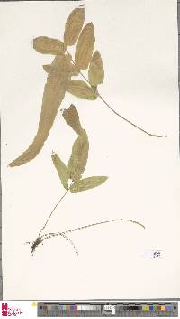 Image of Goniophlebium percussum
