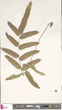 Goniophlebium percussum image