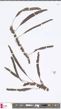 Image of Lecanopteris sinuosa