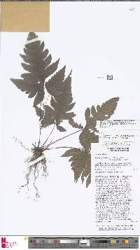 Tectaria griffithii image
