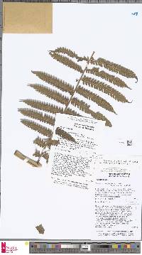 Pleocnemia conjugata image