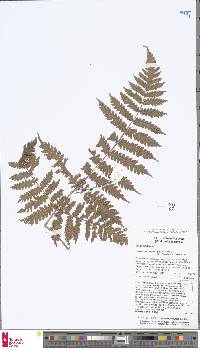 Pleocnemia conjugata image