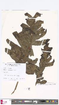 Image of Phymatosorus grossus