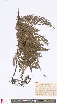 Oenotrichia macgillivrayi image