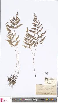 Image of Anemia adiantifolia