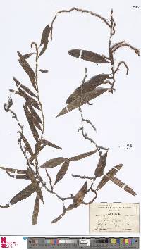 Microgramma geminata image