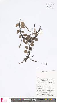 Image of Lemmaphyllum microphyllum