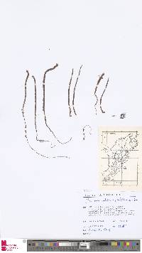 Jamesonia imbricata image