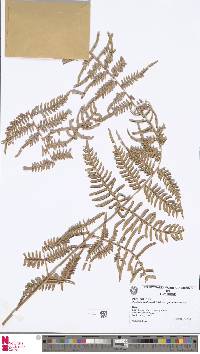 Pteridium semihastatum image