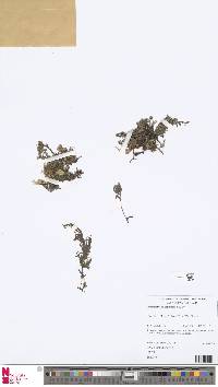 Hymenophyllum polyanthos image