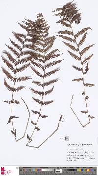 Athyrium rupicola image