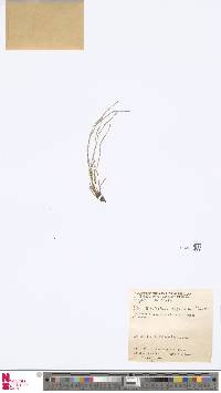 Image of Equisetum bogotense