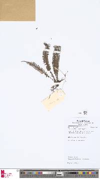 Ctenopterella blechnoides image