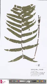 Dryopteris atrata image