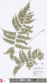 Athyrium distans image