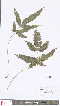 Pteris subquinata image