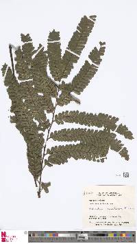 Adiantum tomentosum image