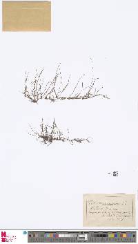 Pilularia globulifera image