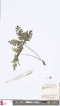 Adiantum latifolium image