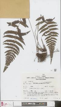 Anisocampium cuspidatum image