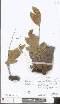 Aglaomorpha sparsisora image