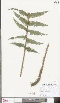 Dryopteris borreri image