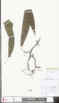 Selliguea kachinensis image