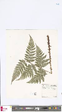 Dryopteris dilatata image