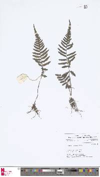 Deparia biserialis image