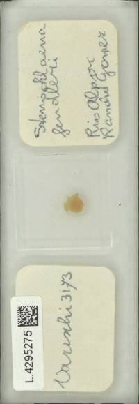 Image of Lomariopsis fendleri