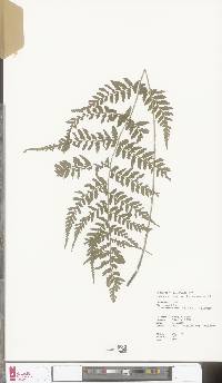 Athyrium arisanense image