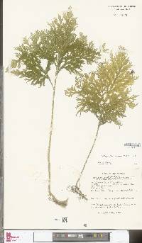 Selaginella firmuloides image