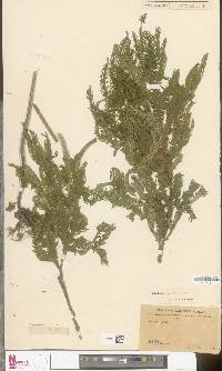 Selaginella grandis image