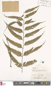 Asplenium serra image