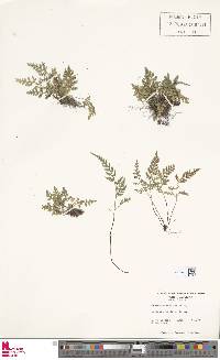 Asplenium montanum image