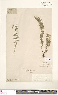 Asplenium rhomboidale image