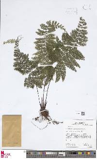 Asplenium uniseriale image