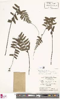 Asplenium cirrhatum image