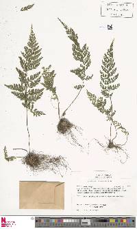 Asplenium tenuifolium image