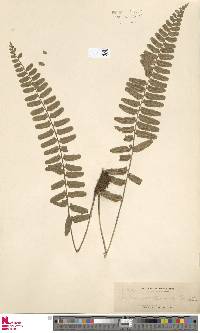 Asplenium tenerum image