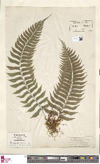 Hymenasplenium obscurum image