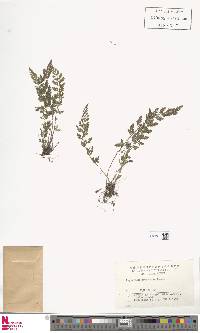 Asplenium sarelii subsp. pekinense image