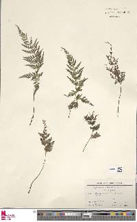 Asplenium adiantum-nigrum subsp. adiantum-nigrum image