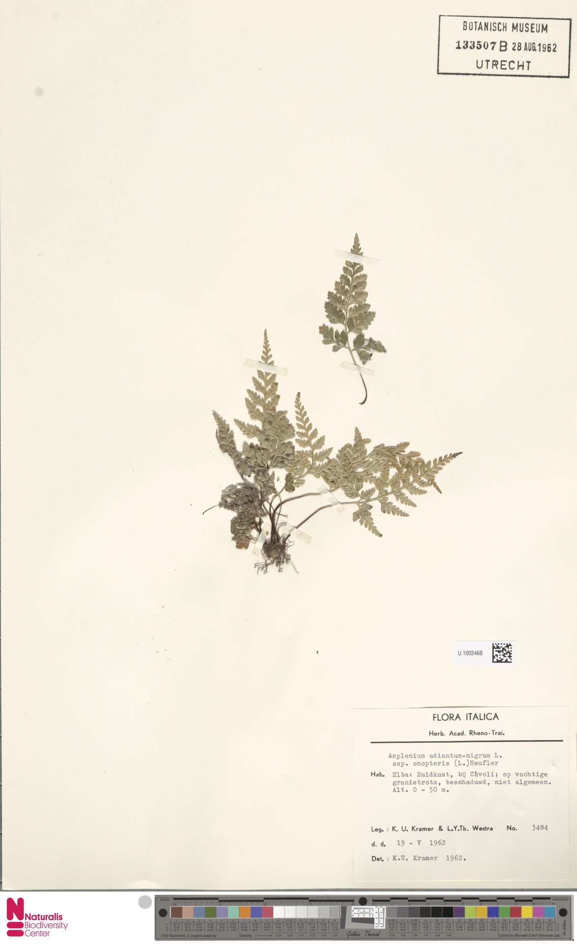 Asplenium onopteris image