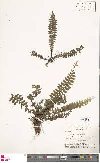 Asplenium hallii image