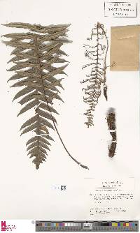 Blechnum meridense image