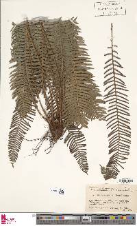 Blechnum nipponicum image