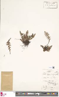 Asplenium cordatum image